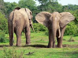 Mole National Park - Image 2