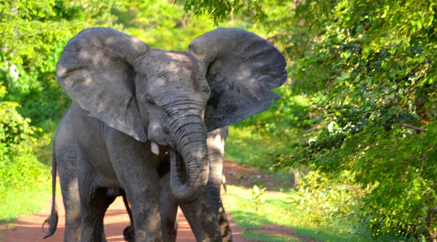 Mole National Park Safari